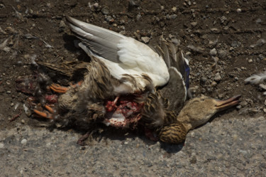 Roadkill flat duck